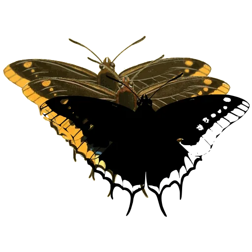 Banded swallowtail butterfly 02