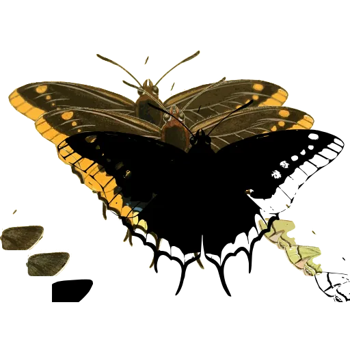 Banded swallowtail butterfly 02