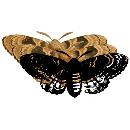 Patterned moth 04