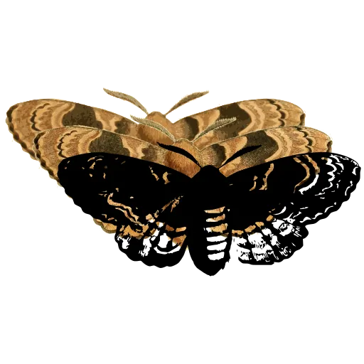 Patterned moth 04