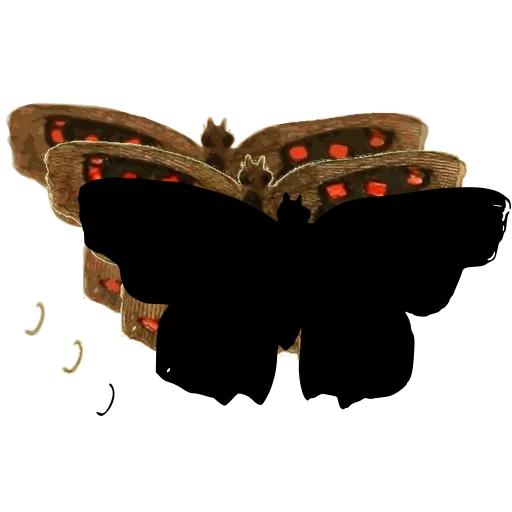 Dark butterfly 06