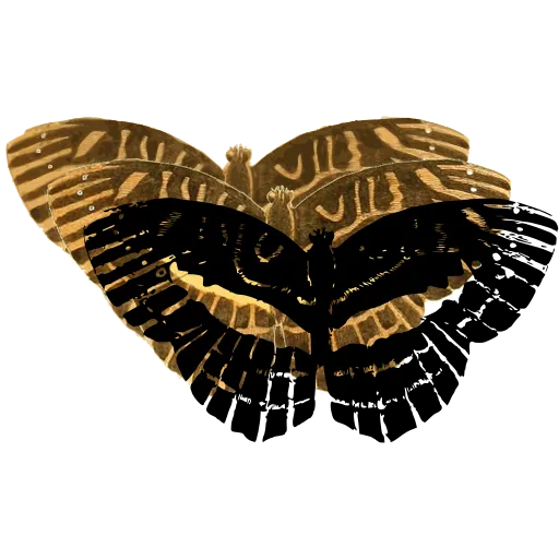 Scalloped patterned butterfly