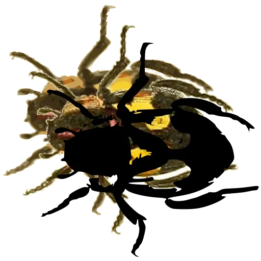 Beetle with folded wings