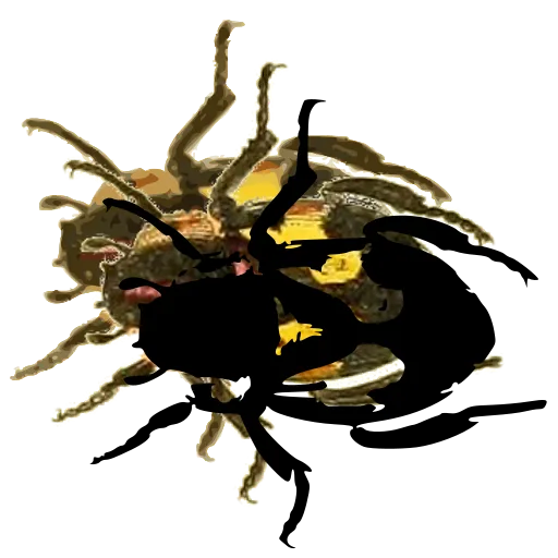 Beetle with folded wings