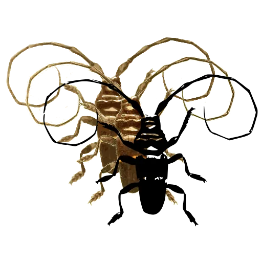 Long-horned beetle 21