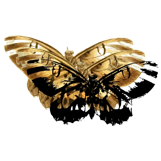 Banded moth 06