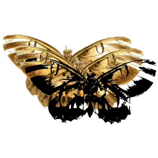 Banded moth 06