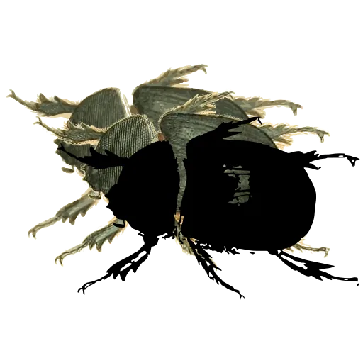 Dung beetle 04