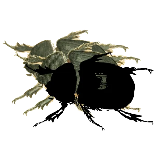 Dung beetle 04