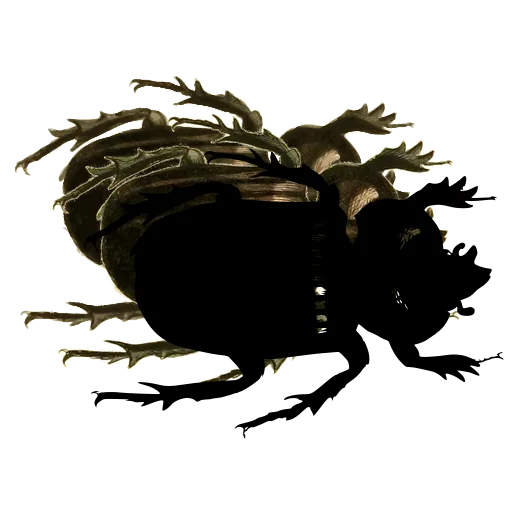 Striped dung beetle