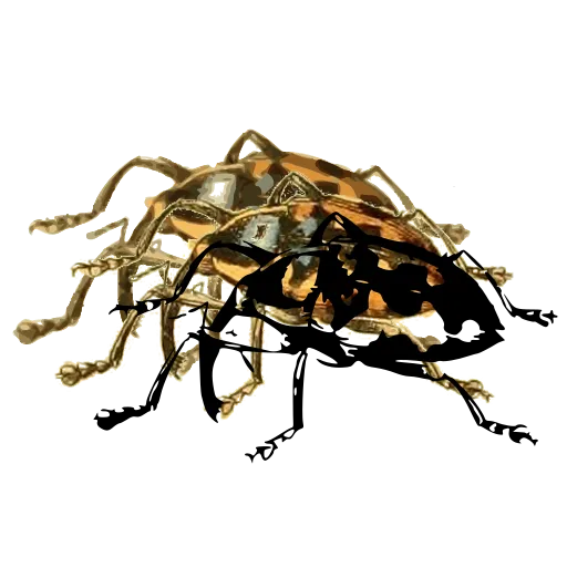 Spotted weevil 03