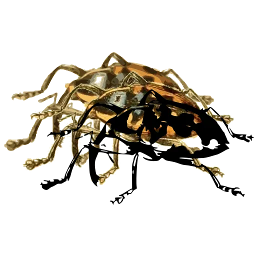 Spotted weevil 03