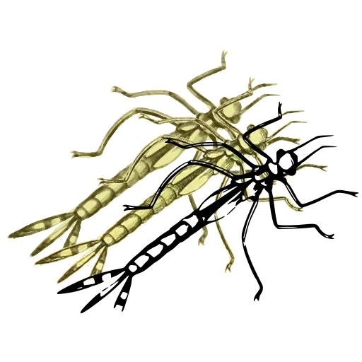Damselfly 02