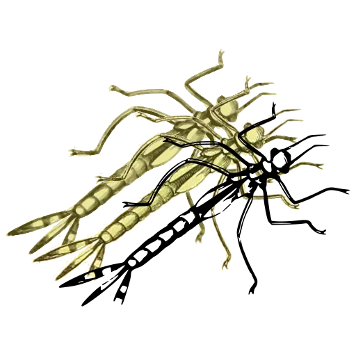 Damselfly 02
