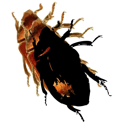 Chafer beetle 04