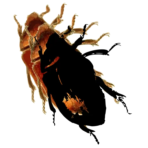 Chafer beetle 04
