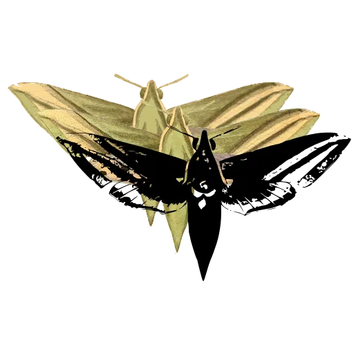 Hawk moth 08