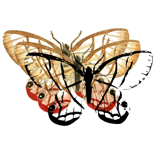 Clearwing butterfly 03