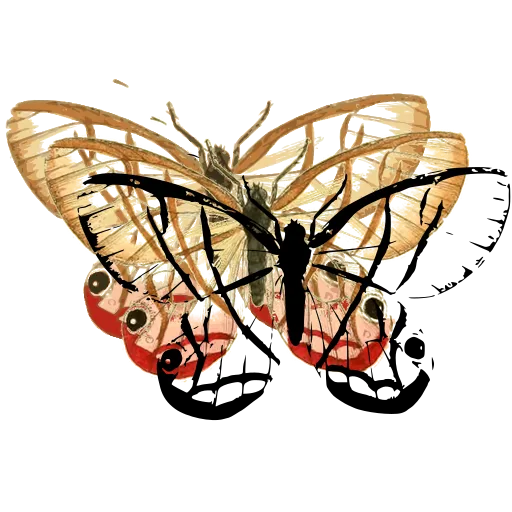 Clearwing butterfly 03
