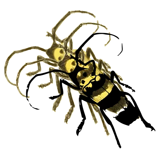 Banded wasp 02