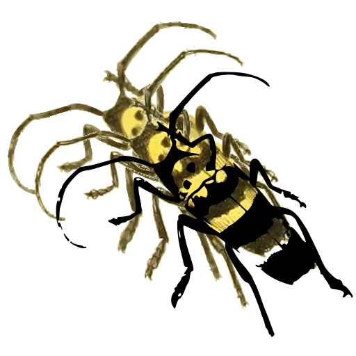 Banded wasp 02