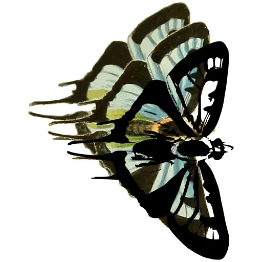 Moth in side view 03