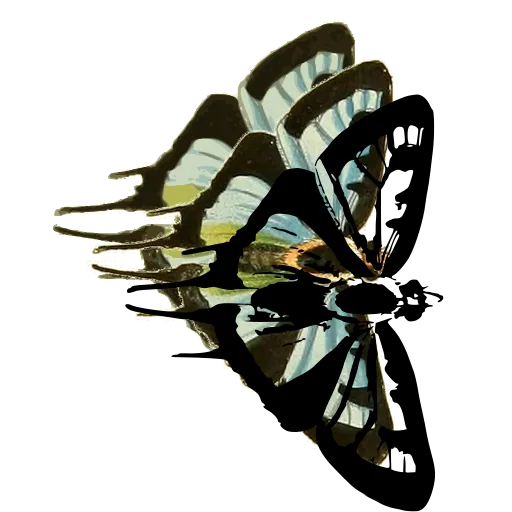 Moth in side view 03
