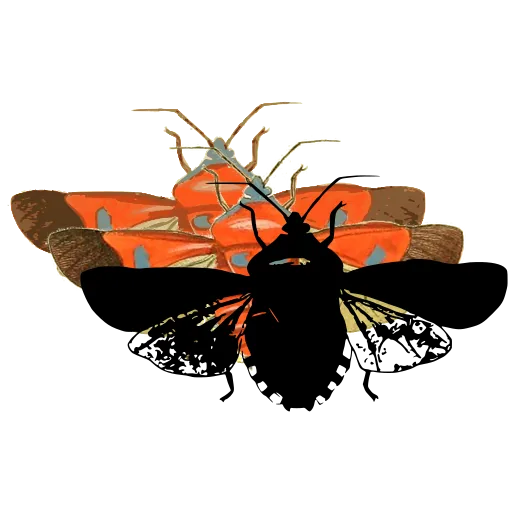 Cicada with spread wings 02