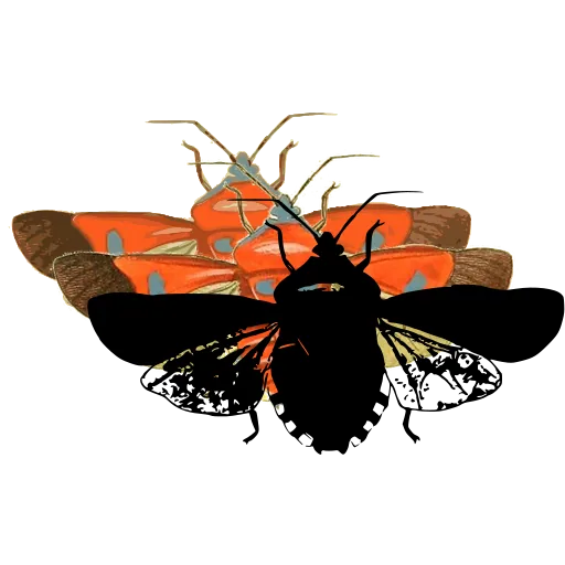 Cicada with spread wings 02