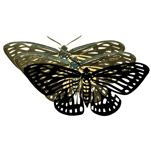 Striped butterfly 02