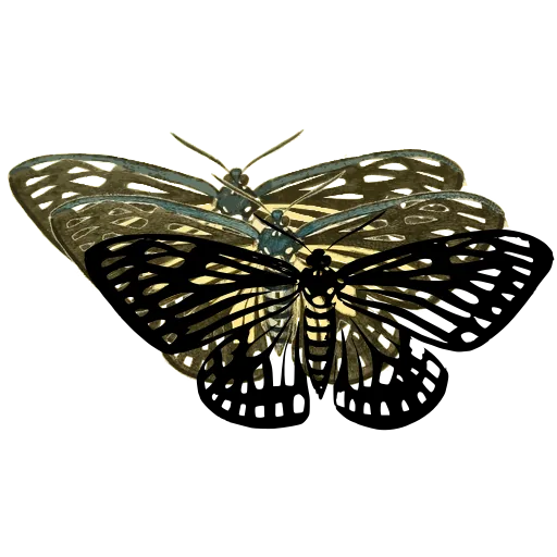 Striped butterfly 02
