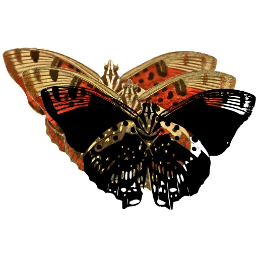 Patterned moth 05