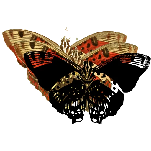 Patterned moth 05