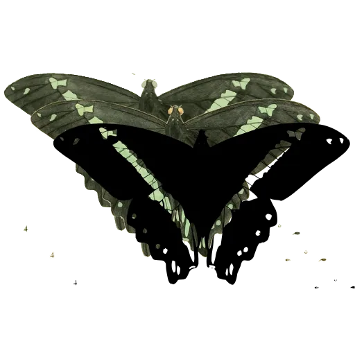 Swallowtail butterfly 05