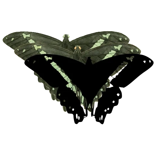 Swallowtail butterfly 05