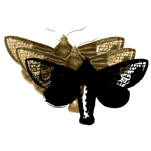 Dark moth with pale hindwings