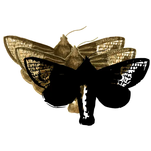 Dark moth with pale hindwings