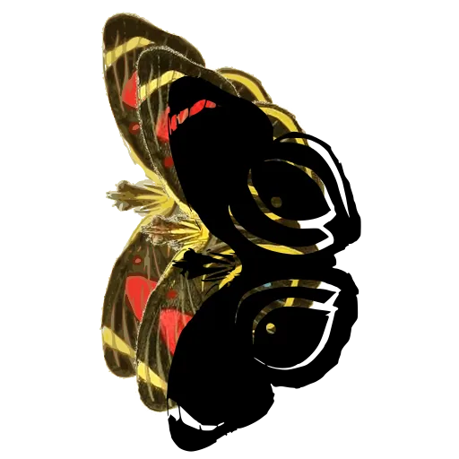 Eyed butterfly 04