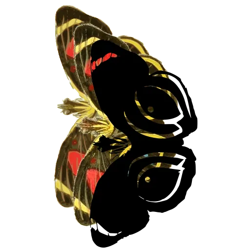 Eyed butterfly 04
