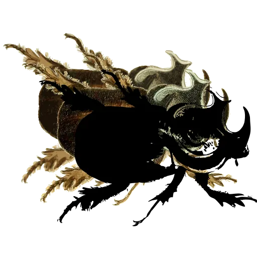 Rhinoceros beetle 05