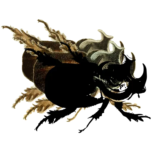 Rhinoceros beetle 05