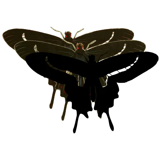Black swallowtail butterfly 03