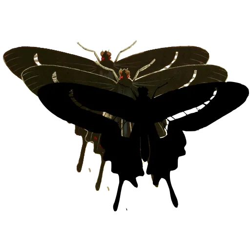 Black swallowtail butterfly 03
