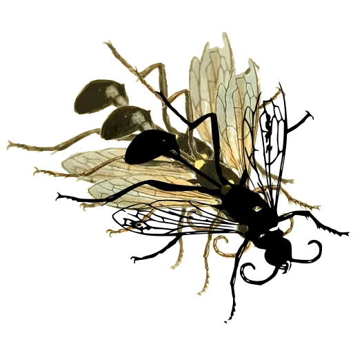 Fly with veined wings 03