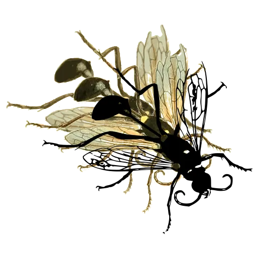 Fly with veined wings 03