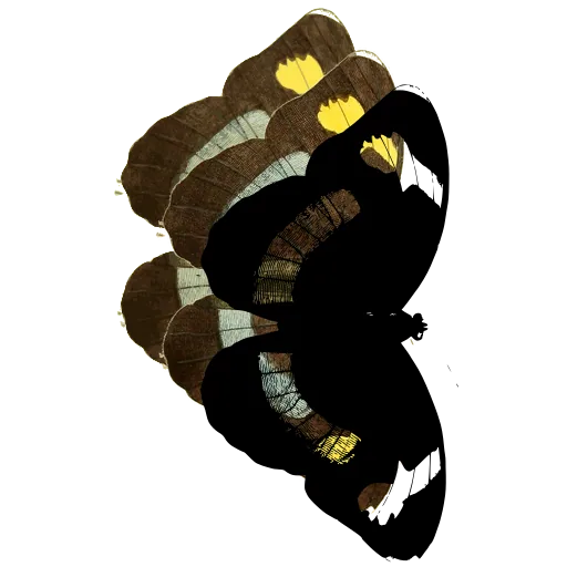 Butterfly with pale bands 02