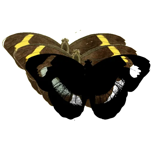 Butterfly with pale bands 02