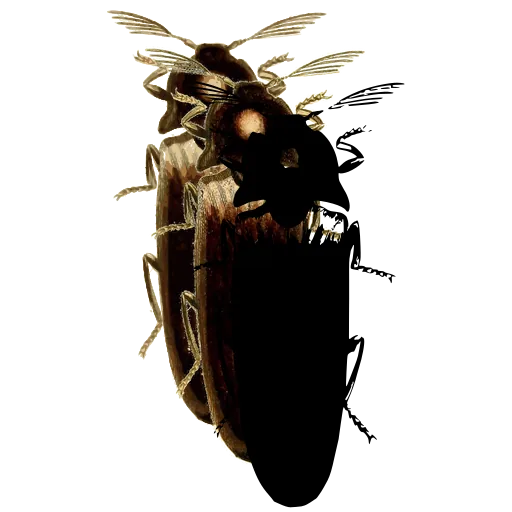 Click beetle 05