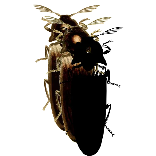 Click beetle 05
