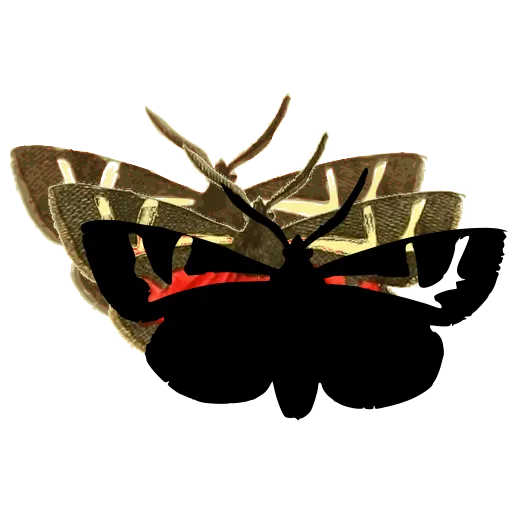 Banded dark moth